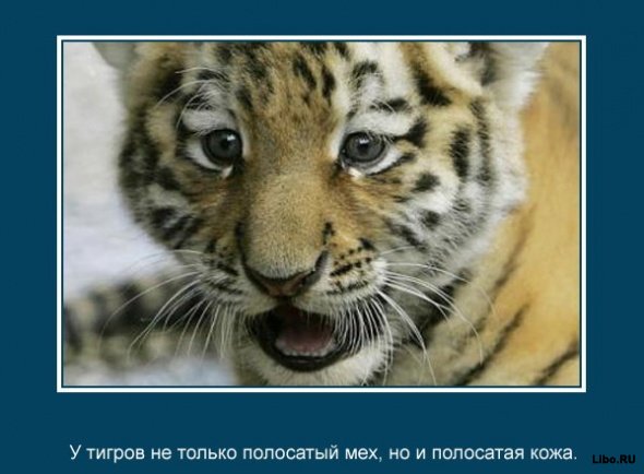 23 интересных факта о животных, которые вас удивят