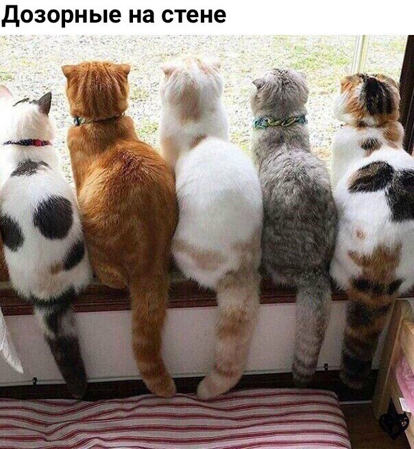 Коты и Кошки