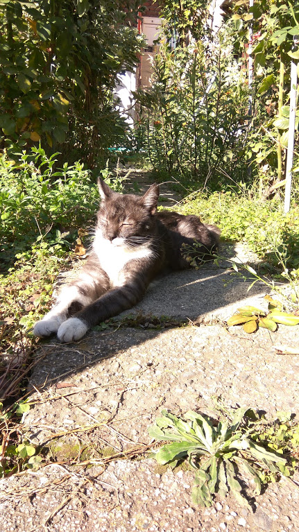 Котовторник 07.11.2017