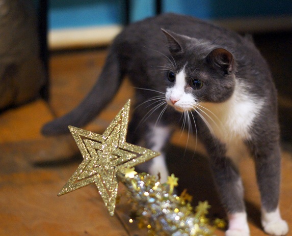 Котовторник!
