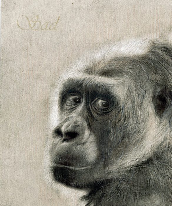 Приматы "в карандаше"