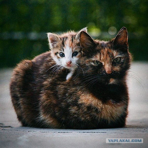 Котовторник на 6 июля