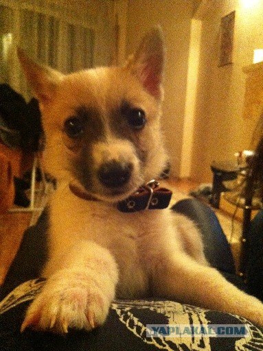 Пума пришла в гости к коту