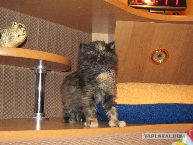 Котовторник 1.11.11
