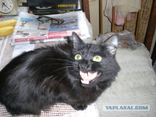 Котовторник (14.02.2012)