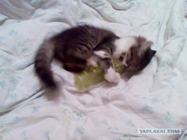 КОТОВТОРНИК (6.03.2012)