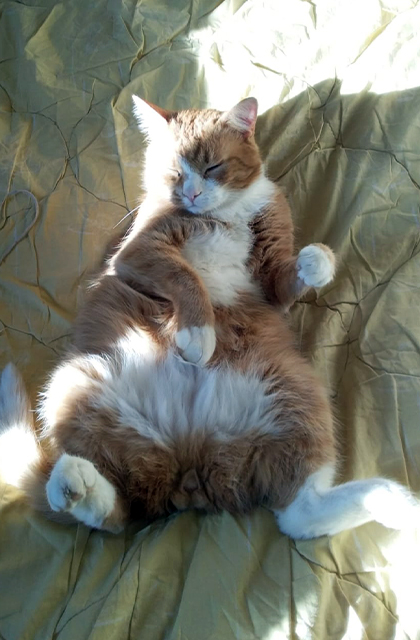Кошки, которые заснули в самых невообразимых позах