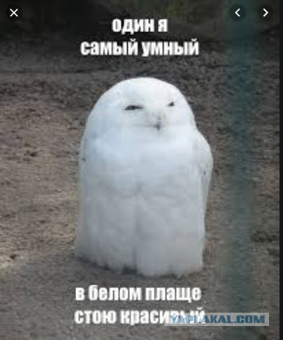 Классификация автодебилов