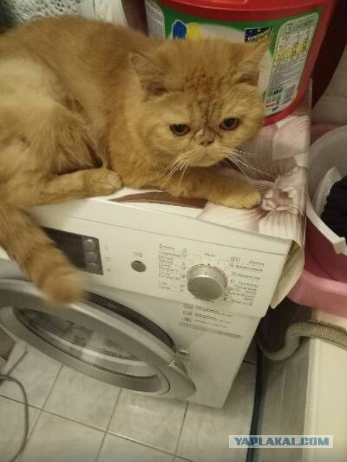 Котовторник 03.03.2020