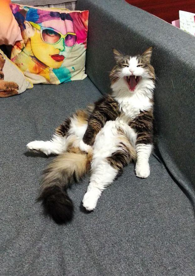Котики
