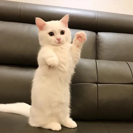 Коты из сети
