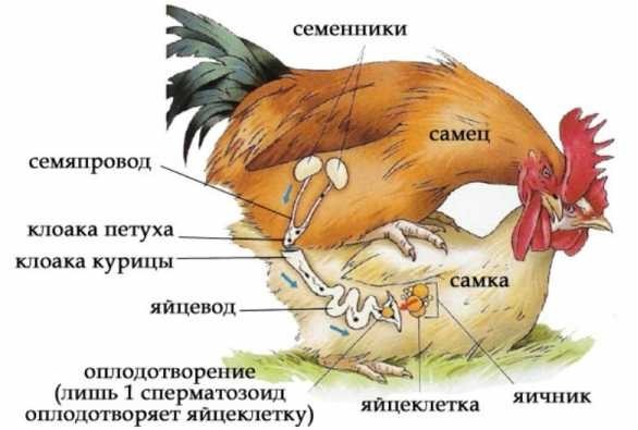 Они говорили : "придем и перетрахаем весь ваш курятник вместе с петухом"