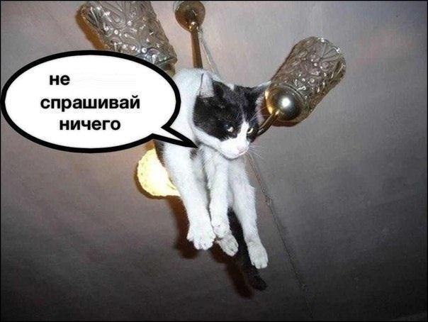 Фотографии, которые доказывают, что кошки самые большие сволочи