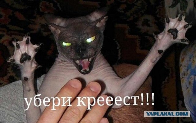 Кретинизмы из KV и KO 27.01.21