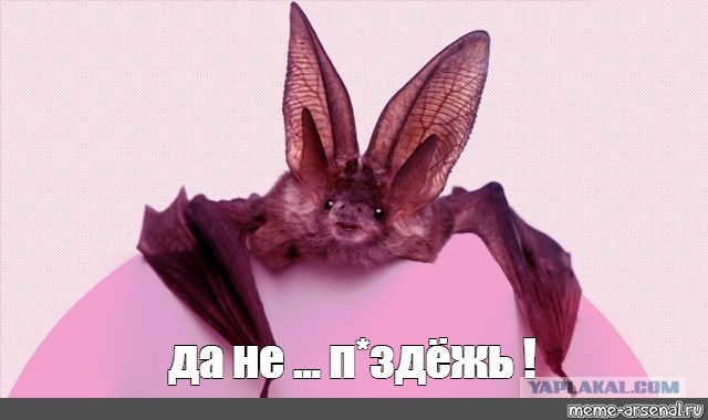 В Якутии разморозили тушу древнего шерстистого носорога