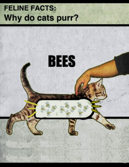 Котовторник!