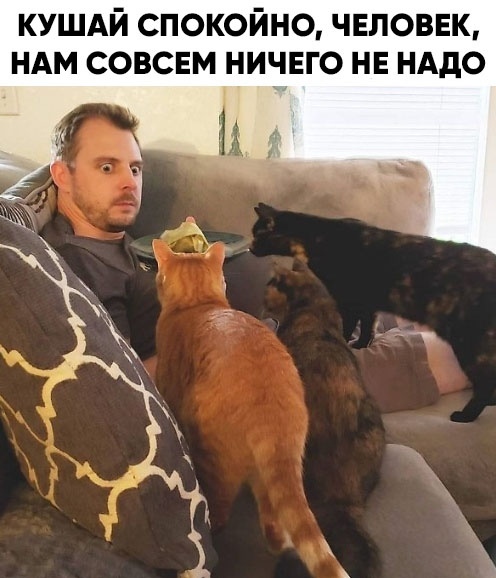 Картинки и мемы для настроения 029