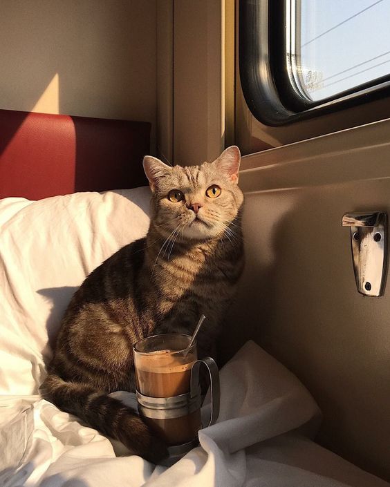 Которник