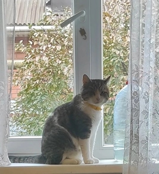 К вопросу о котах