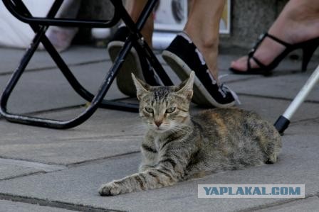 Котовторник 16.04.2013