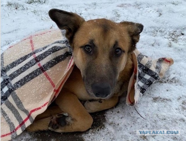 Настоящее новогоднее чудо из Твери: там нашли собаку, которая пропала два года назад
