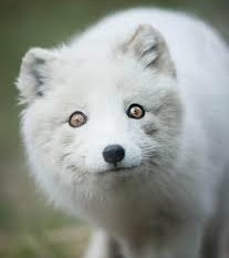 Командир спецназа «Ахмат» назначен замначальника управления Минобороны