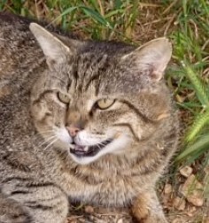 Южных котиков вам на радость