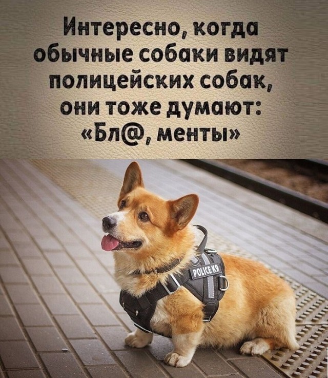 Веселые картинки в понедельник (11.11)
