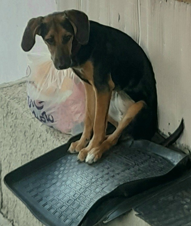 Ну вот и я стал собакохозяином