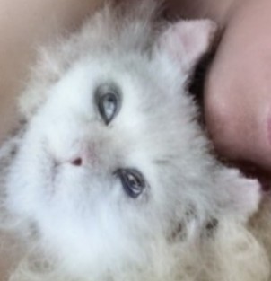 Песня для жены.
