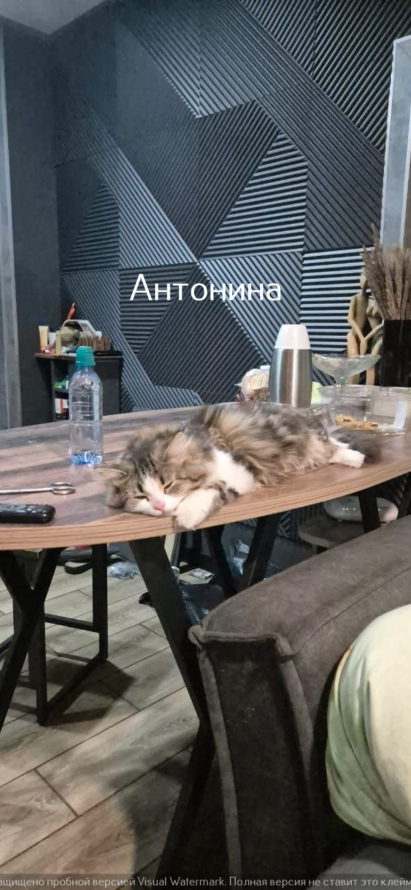 Жизнь домашнего приюта "Котоленд" 525