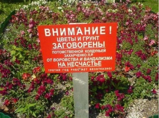 Аспарагусы