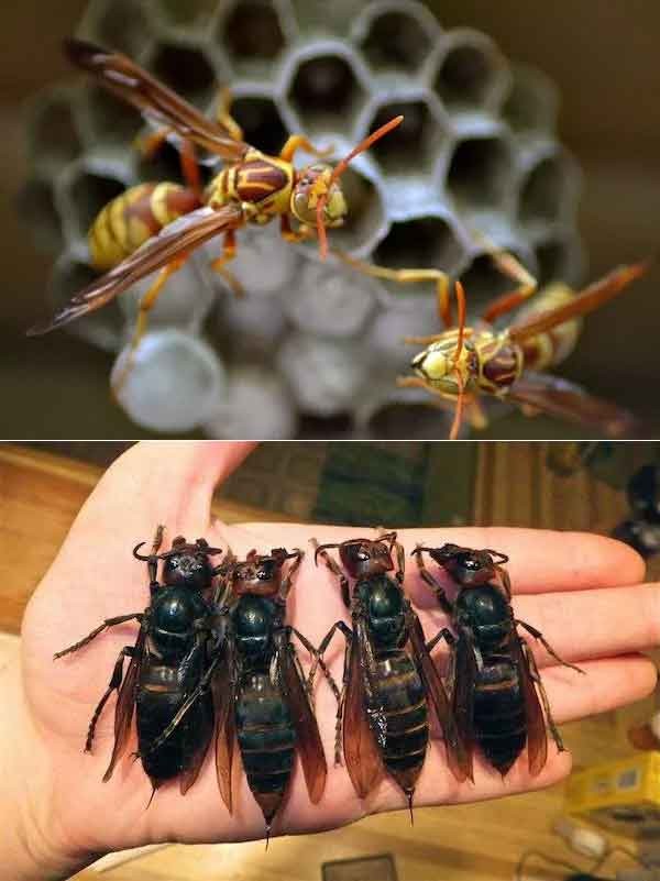 Осы: 5 пугающих видов. От маньяка-мясника до паразита в инжире