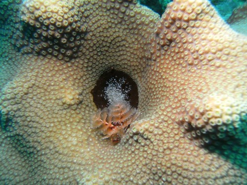 Новогодний червь