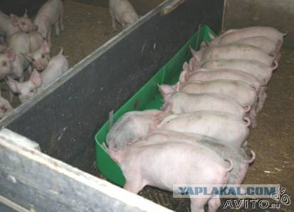 С этими парнями лучше не связываться