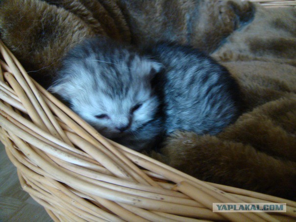 Котовторник 6.05.2014