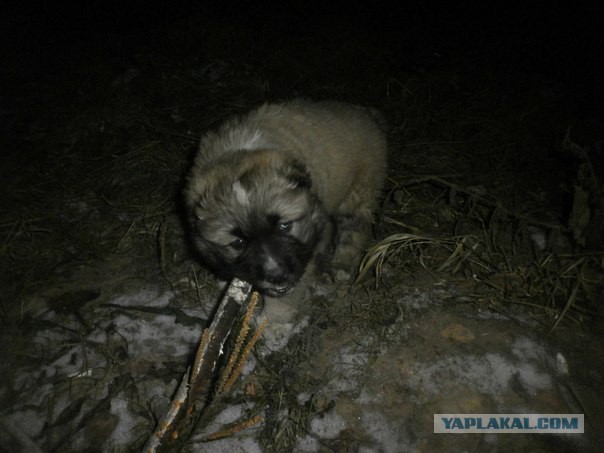 Наш новый член семьи