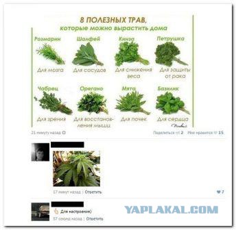Смешные комментарии из социальных сетей
