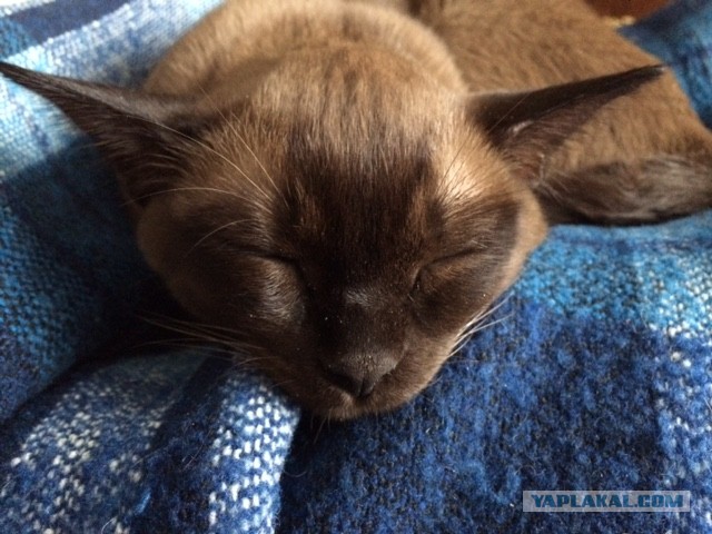 Котовторник 07 04 2015