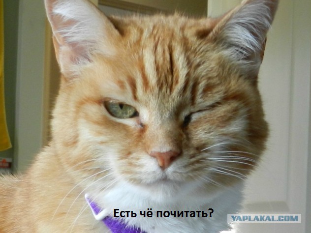 Котовторнику посвящается.
