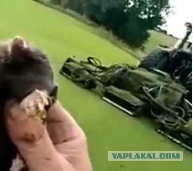 Как поймать крота