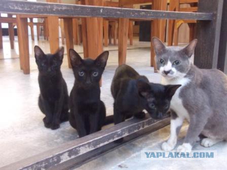 Котовторник 29-09-2015,