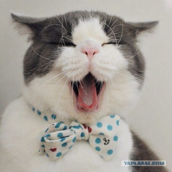 Турецкие коты на G20