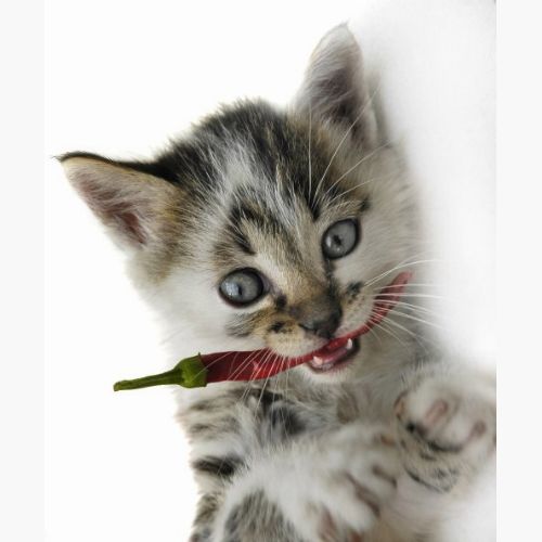 Коты, кошки, котята