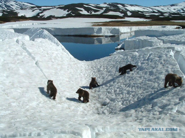 Медведи Камчатки