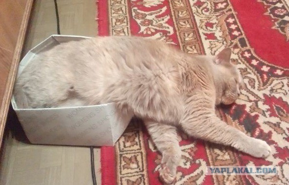 Котовторник  10.05.2016