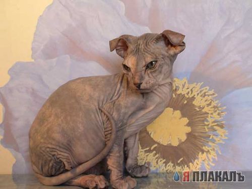 А вот и котовторник!
