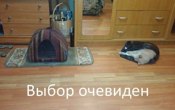 Мохнатые беспредельщики