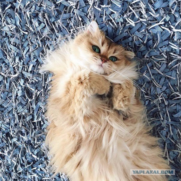 Комок милоты
