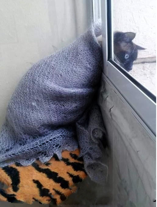 Выглядывающие коты